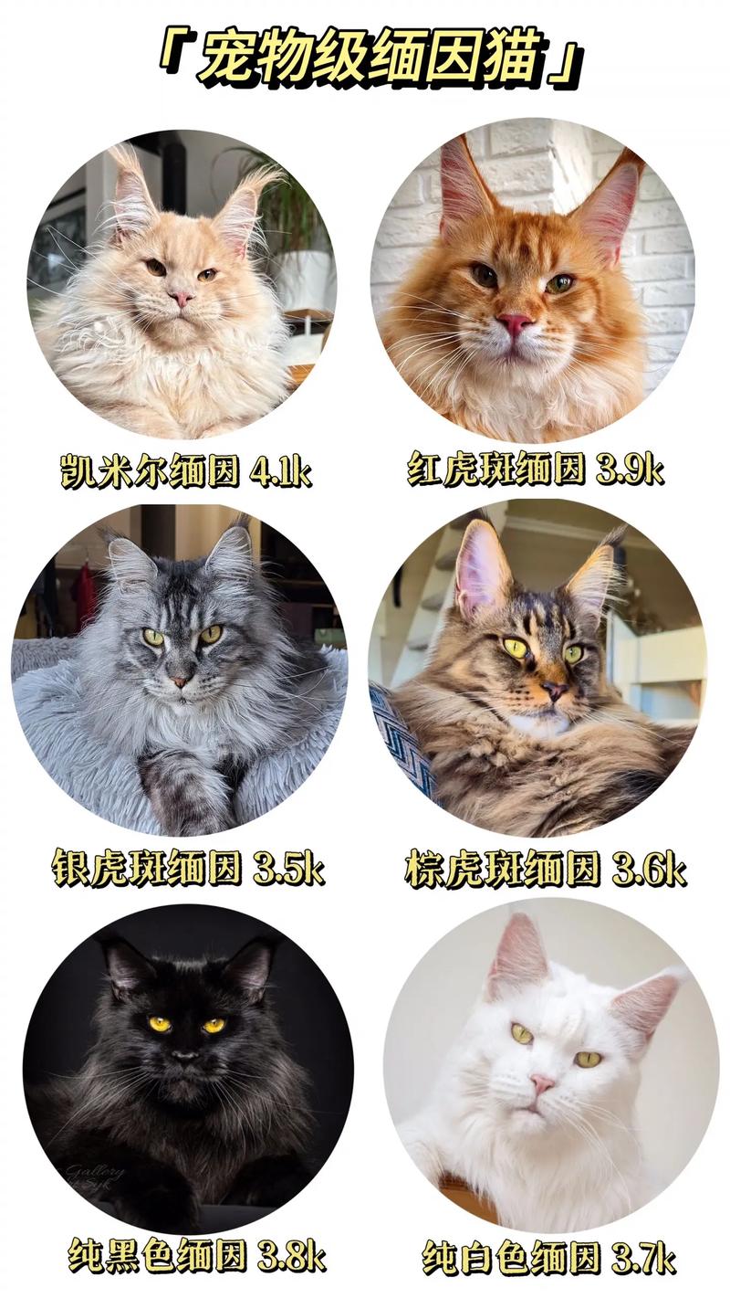 在中国买一头缅因猫需要做什么准备?