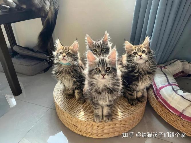 纯种缅因猫多少钱一只?