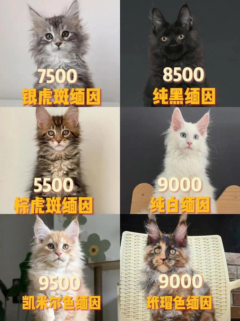如何喂养缅因猫?