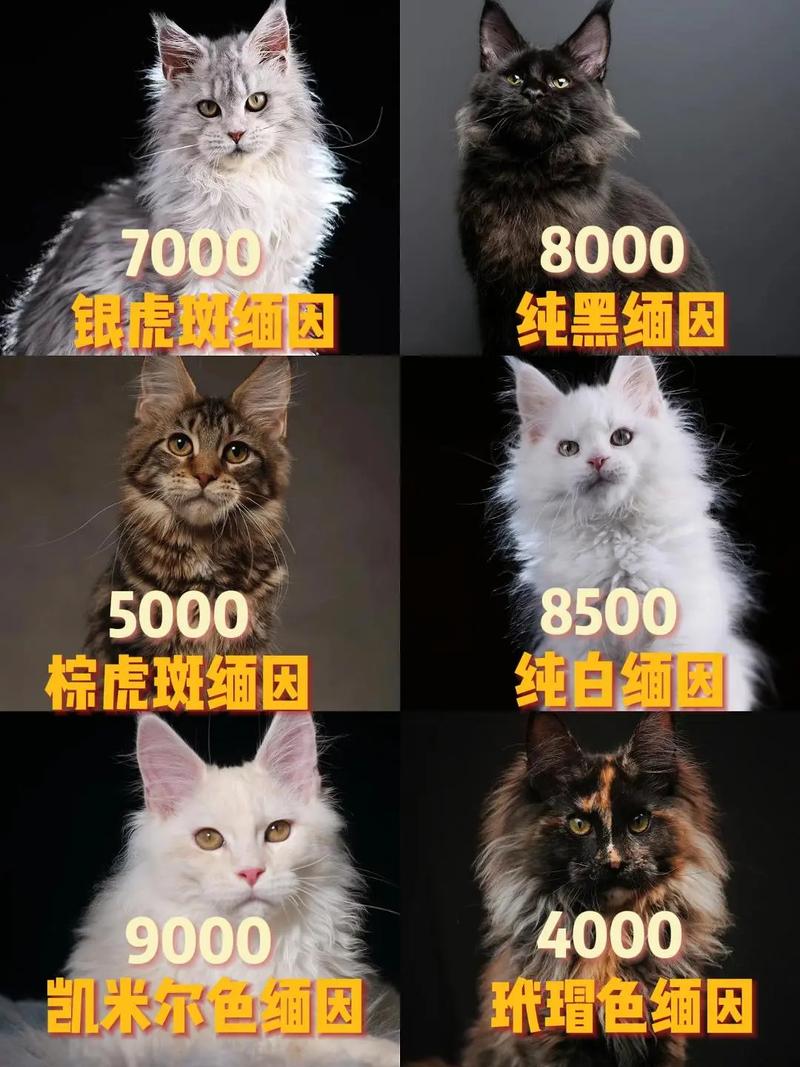 缅因猫多少钱一只,还有。哪里可以买到