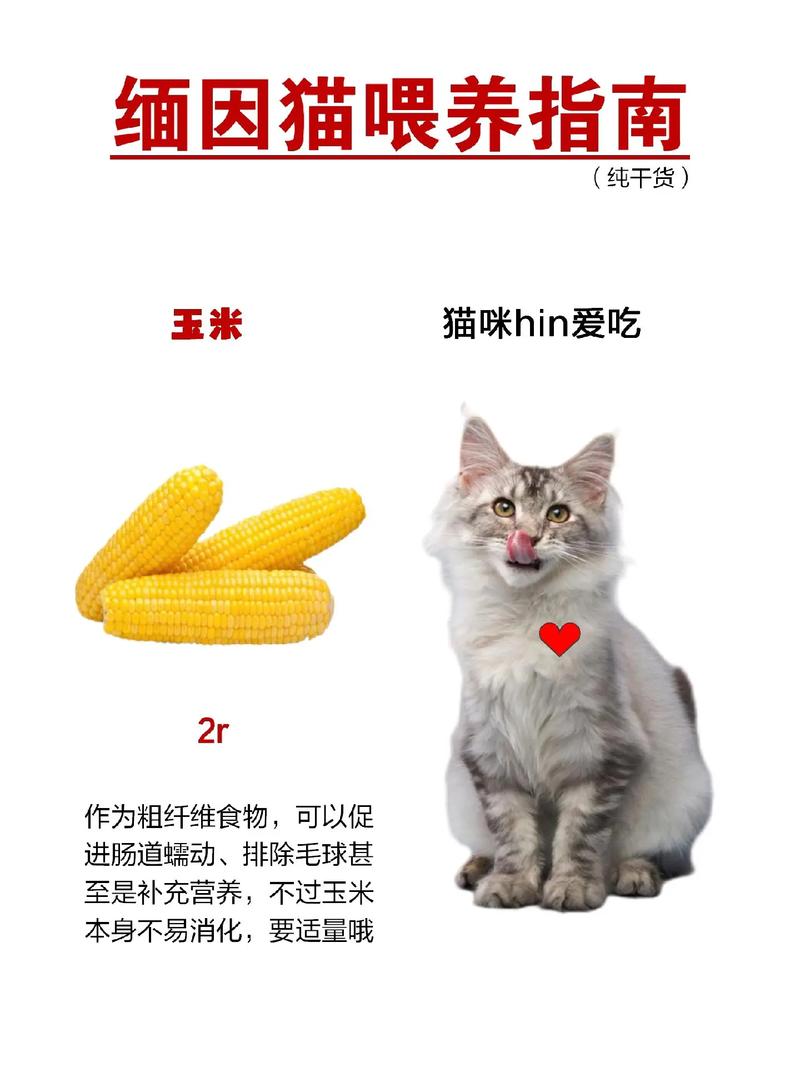 缅因猫幼猫该怎么挑选?