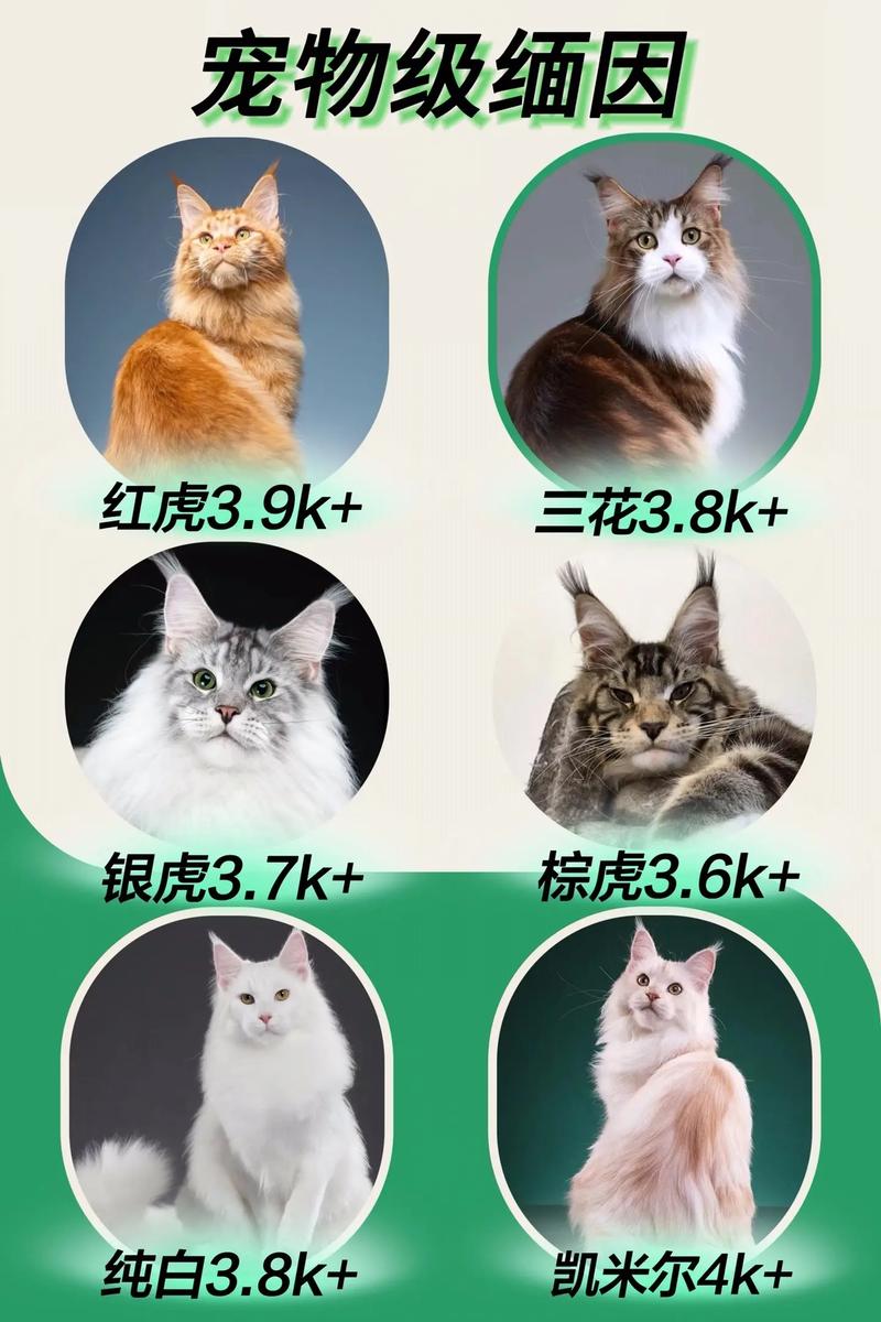 缅因猫多少钱一只
