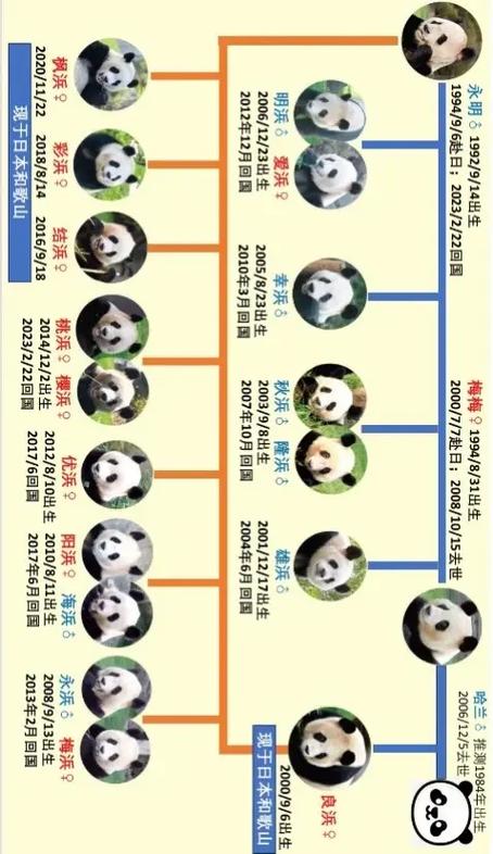 日本现在有几只大熊猫