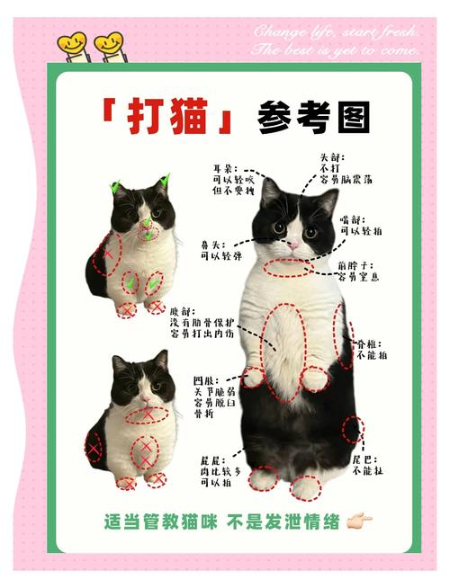 忘川风华录猫灵怎么进化成名士猫