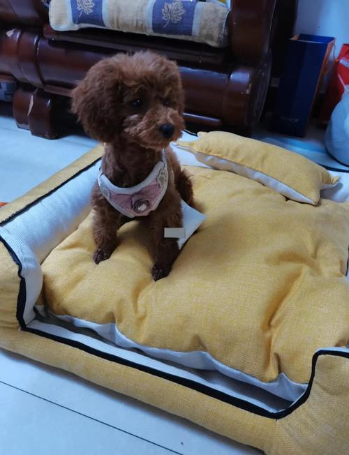 如何给狗子建一个舒服的窝?