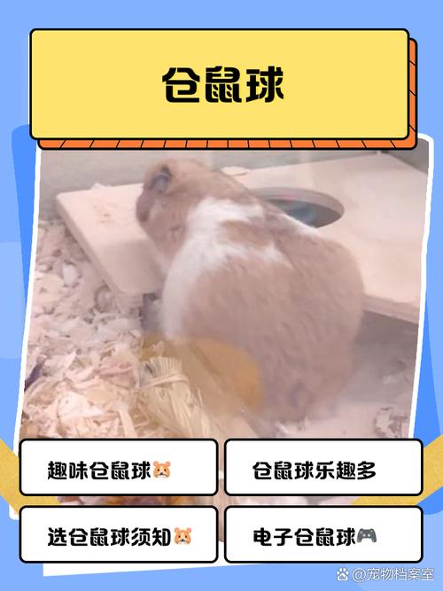 仓鼠球好不好